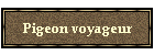 Pigeon voyageur